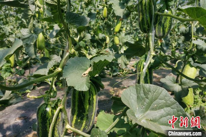 圖為西藏康馬縣大棚內的博洋九號甜瓜?！⒔ㄜ?攝