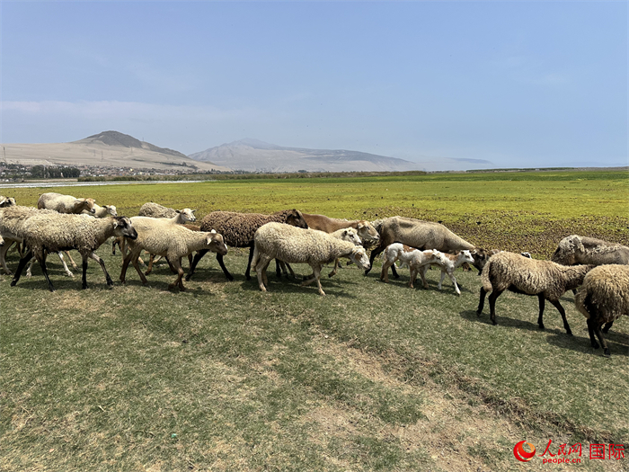 當(dāng)?shù)貢r間11月15日，羊群在錢凱港附近的圣羅莎濕地棲息。人民網(wǎng)記者 周雨攝