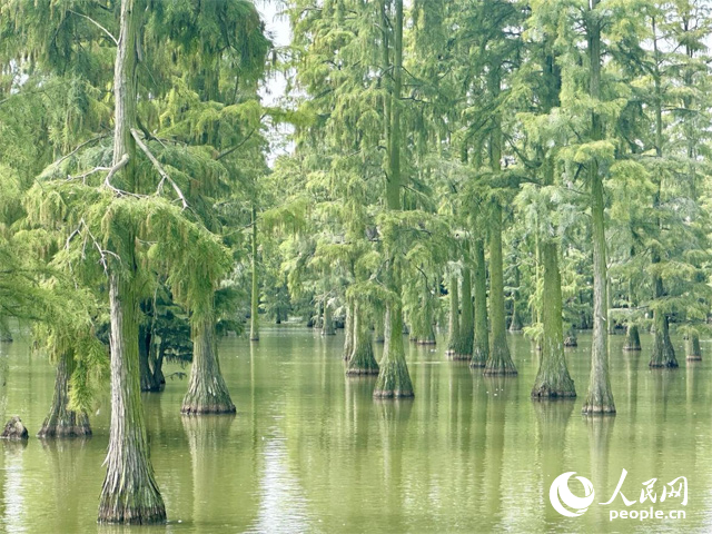 湖北省武漢漲渡湖濕地，池杉“破水而出”。人民網(wǎng)記者 張沛攝