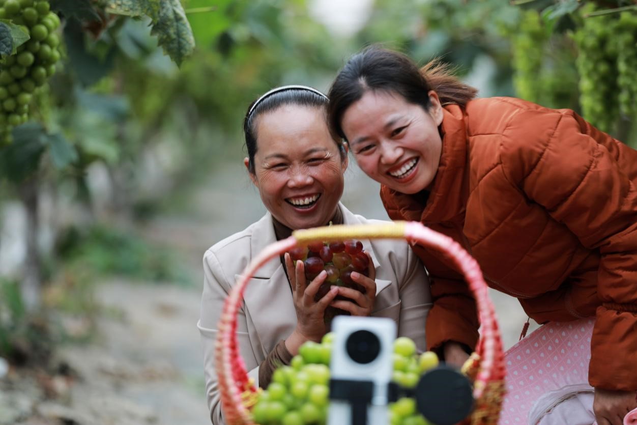 2024年10月6日，果農(nóng)在貴州省黔西市金碧鎮(zhèn)新蘭村葡萄園里進行直播銷售。來源：人民圖片