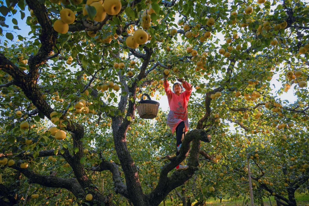 2024年10月4日，安徽省宿州市碭山縣程莊鎮(zhèn)衡樓村百年老梨園里，梨農(nóng)在忙著采摘酥梨。來源:人民圖片