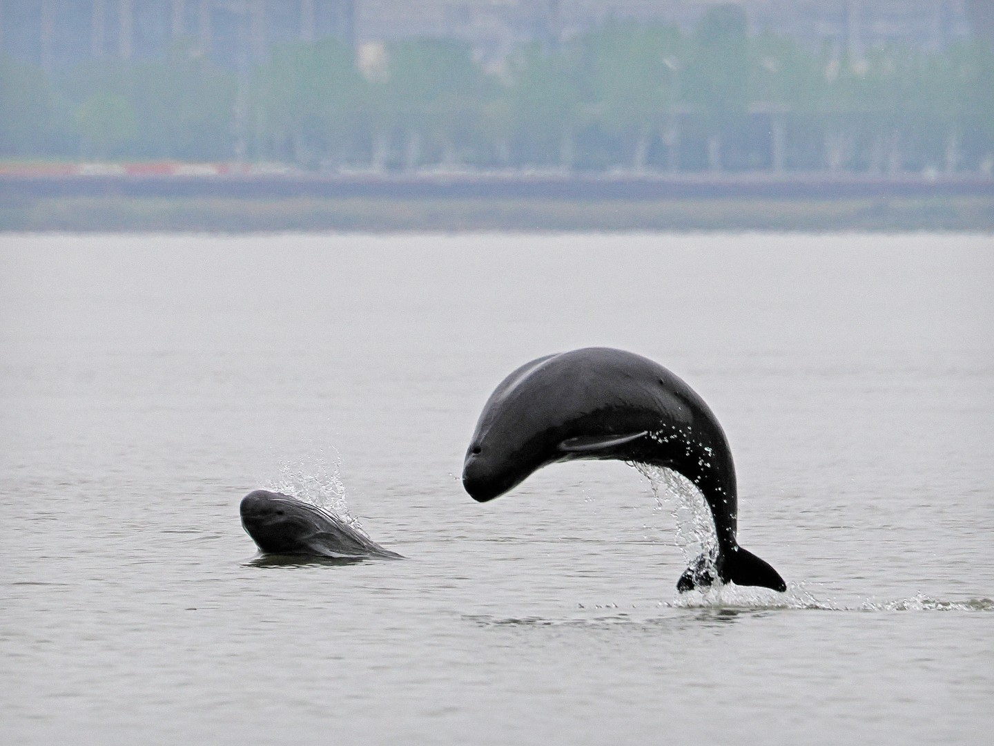 文化中國行 長江之歌丨微笑的江豚，從四千年前“游”來