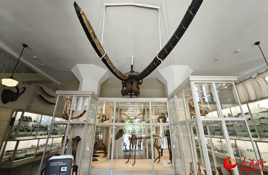 北疆博物院古生物陳列室內(nèi)的化石標本。人民網(wǎng)記者 孫一凡攝