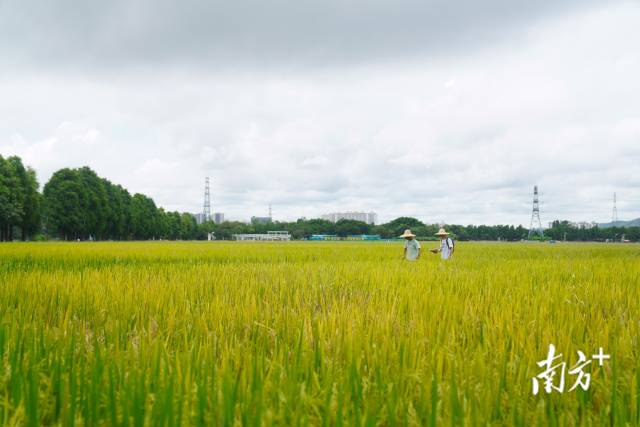 文化組的兩名成員正行走在稻田里。
