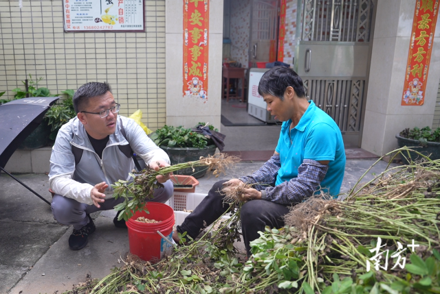 土地組成員張國(guó)強(qiáng)一邊幫村民做農(nóng)活一邊聊天。