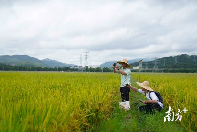 文化組的兩名成員正在給稻田拍照。