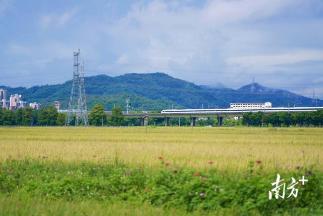 高鐵掠過(guò)崖口村稻田。