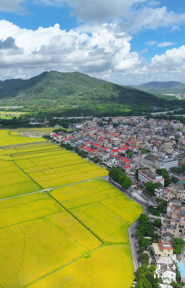 崖口村全景。