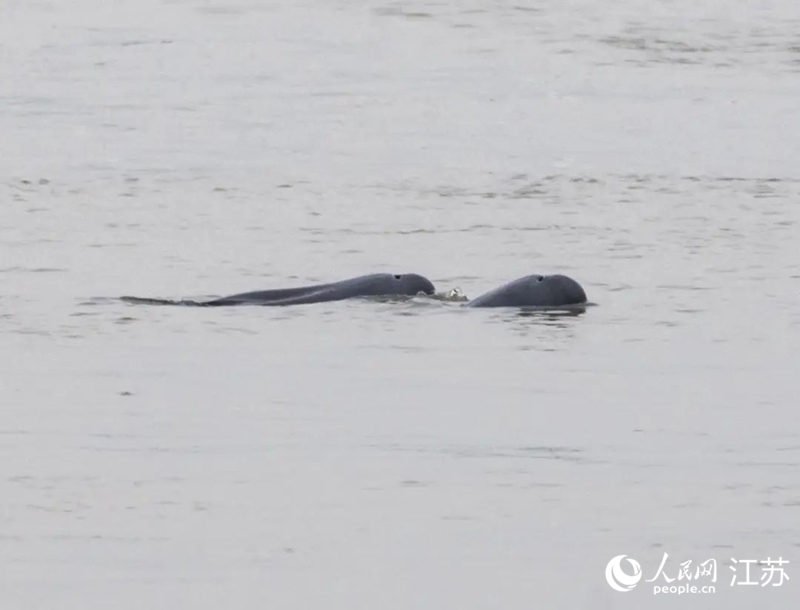 在南京長(zhǎng)江新濟(jì)洲國(guó)家濕地公園拍到的江豚。人民網(wǎng)記者 王丹丹攝