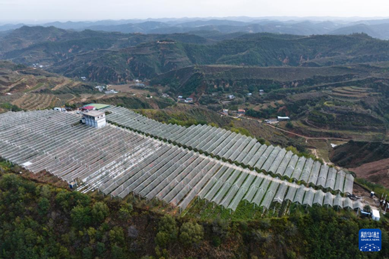 【高質(zhì)量發(fā)展看陜西】“上天”的延安蘋果，蘊(yùn)藏哪些新質(zhì)生產(chǎn)力