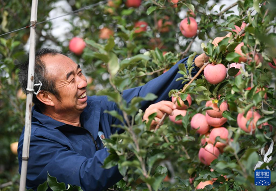 【高質(zhì)量發(fā)展看陜西】“上天”的延安蘋果，蘊(yùn)藏哪些新質(zhì)生產(chǎn)力