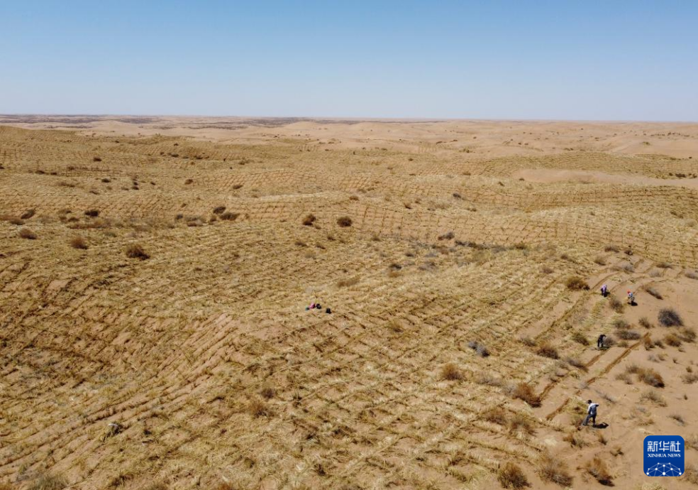 2024年4月10日，群眾在古浪縣八步沙林場(chǎng)麻黃塘沙區(qū)用草方格壓沙。新華社發(fā)（無人機(jī)照片）