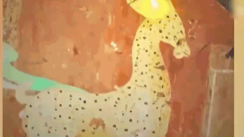 在全新技術(shù)支持下，敦煌莫高窟實現(xiàn)了窟內(nèi)文物窟外看的新體驗。