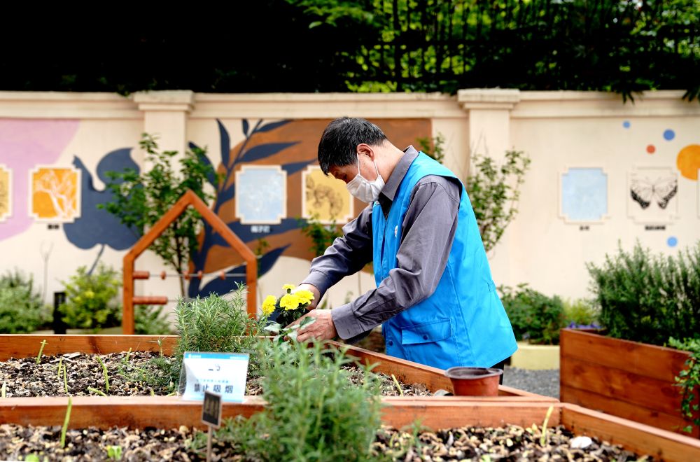 上海市長寧區(qū)虹旭小區(qū)居民在整理改造社區(qū)花園。居民們把堆肥箱里發(fā)酵出來的“綠色材料”和土壤拌在一起鋪在種植箱中（2020年4月22日攝）。新華社記者 張建松 攝