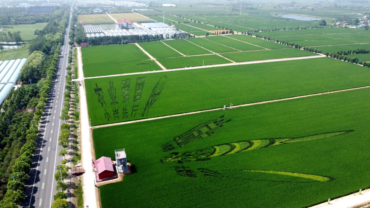 俯瞰小崗村高標(biāo)準(zhǔn)農(nóng)田。鳳陽縣委宣傳部供圖