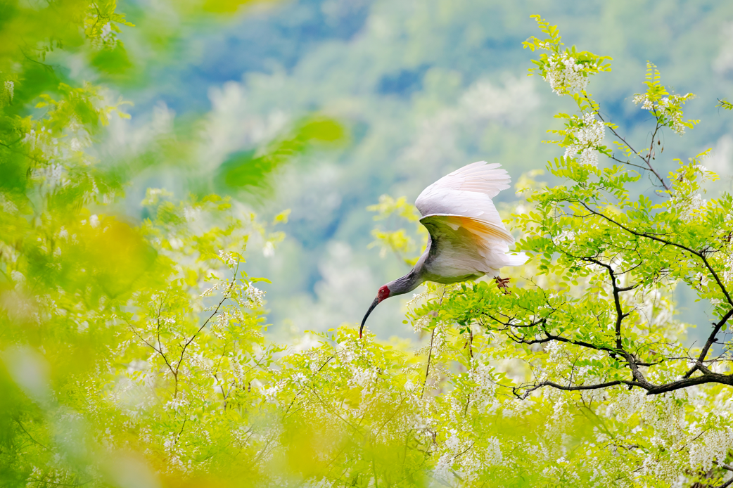 2024年5月2日，一只秦嶺以北野放朱鹮在陜西省銅川市耀州區(qū)沮河上游洋槐林中飛翔。