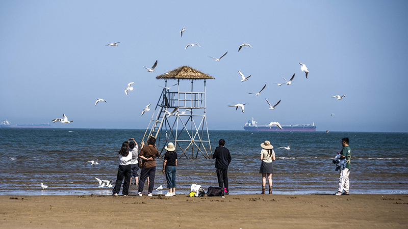 2024年5月12日，河北秦皇島，北戴河鴿子窩公園成群海鷗在天空中自由翱翔，與大海、藍天構(gòu)成了一幅美麗的畫卷。