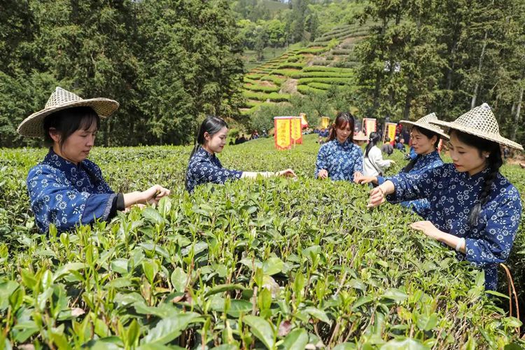 2025年4月13日，福建武夷山市星村鎮(zhèn)朝陽村茶農(nóng)在生態(tài)茶園展示采茶。新華社發(fā)（邱汝泉 攝）