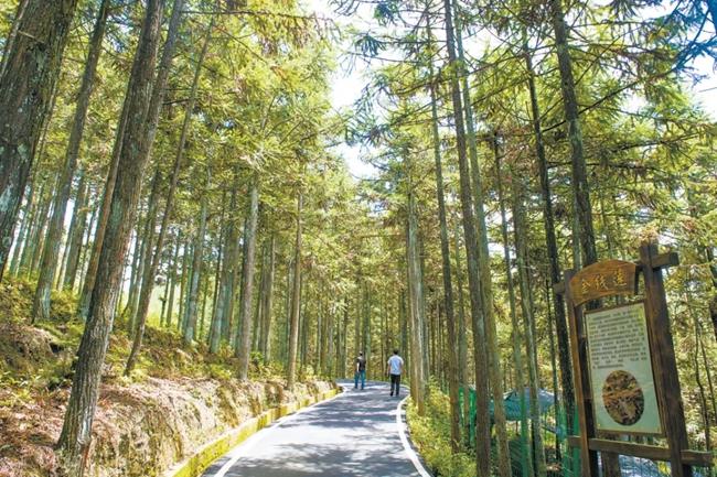 福建周寧縣黃振芳家庭林場。（圖源：央視新聞）