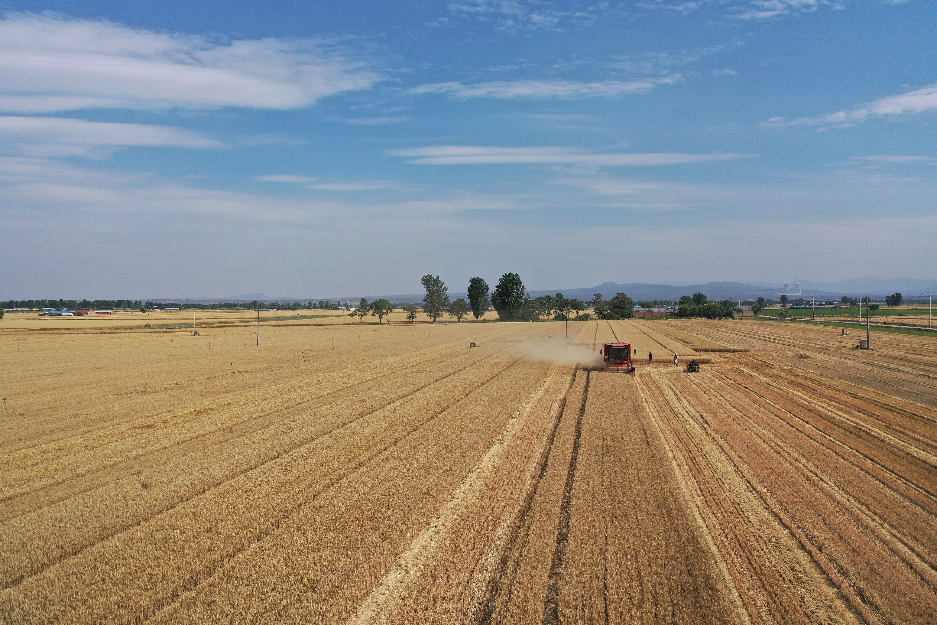 2025年6月3日，河南焦作，溫縣黃河街道灘王莊村農(nóng)民駕駛收割機(jī)收獲小麥。