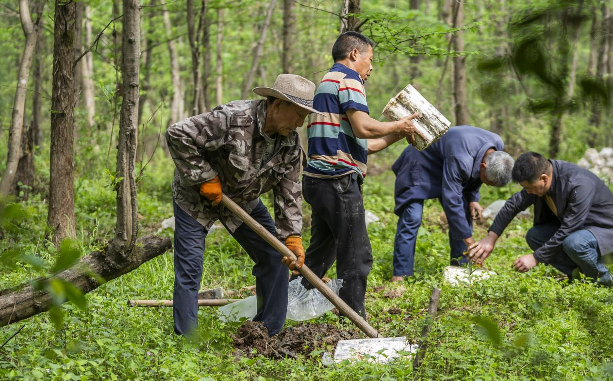 2025年4月16日，江西新余，仙女湖區(qū)河下鎮(zhèn)花園村林場(chǎng)，人們正在搬運(yùn)、栽植靈芝菌棒。