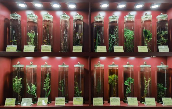 圖為藏藥藥材標本。???張海?? ??.jpg