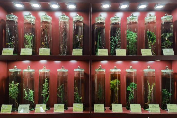 圖為藏藥藥材標(biāo)本。???張海?? ??.jpg