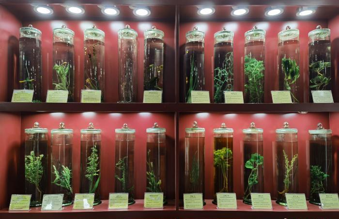 圖為藏藥藥材標(biāo)本。???張海?? ??.jpg