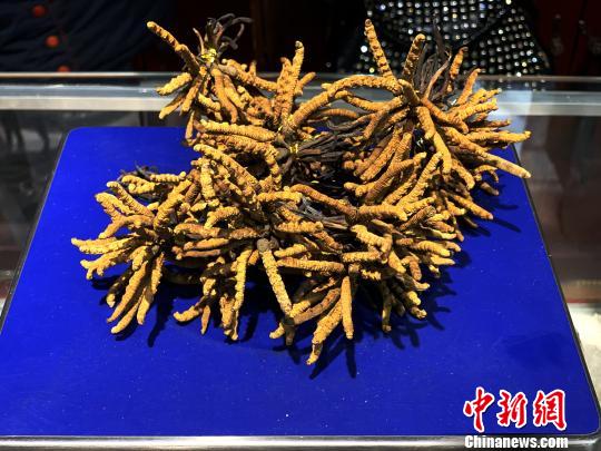 圖為冬蟲夏草?！O睿 攝