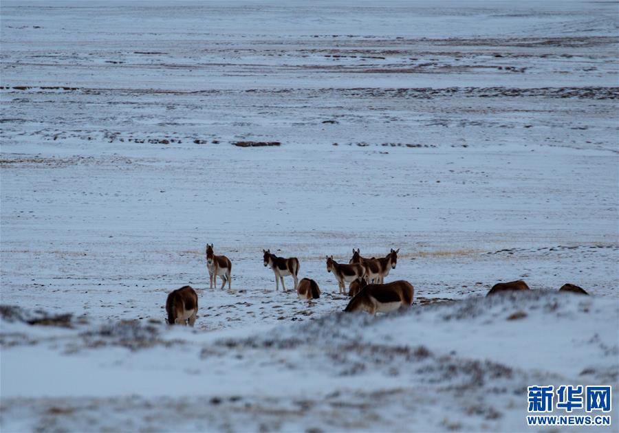 (環(huán)境)(1)藏北高原的美麗生靈