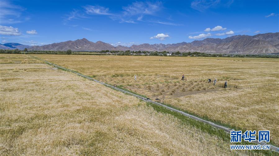 (社會)(1)“西藏糧倉”豐收在望