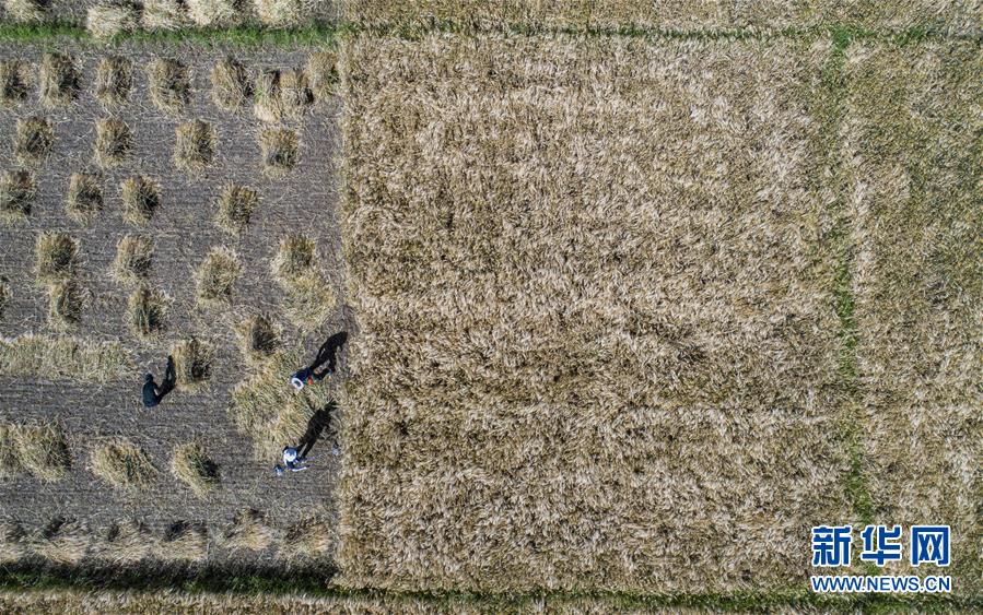 (社會)(3)“西藏糧倉”豐收在望