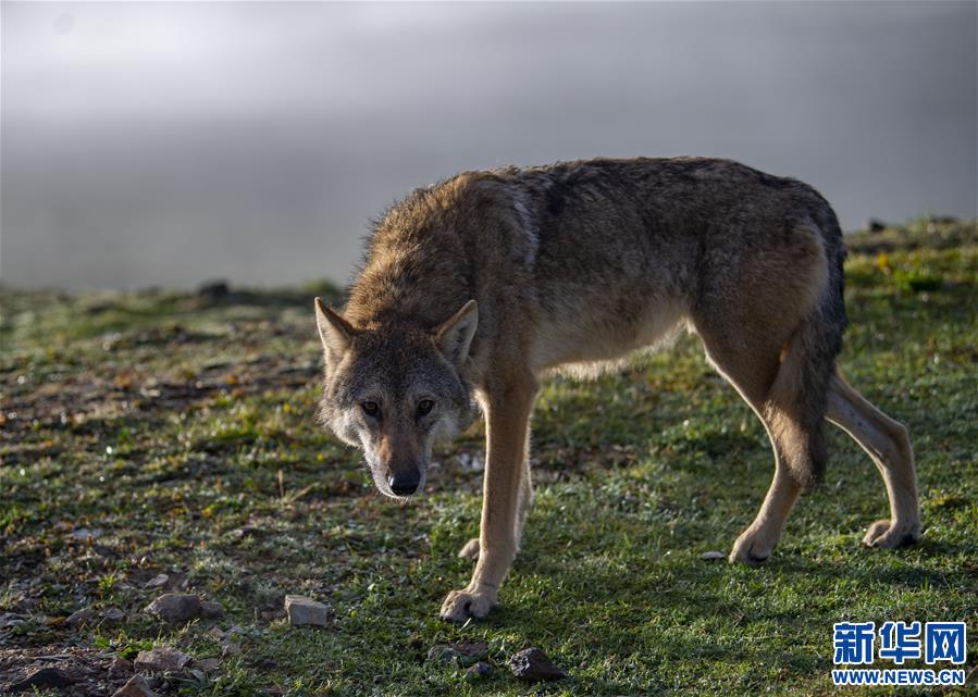 (新華視界)(5)西藏:邦達草原的清晨