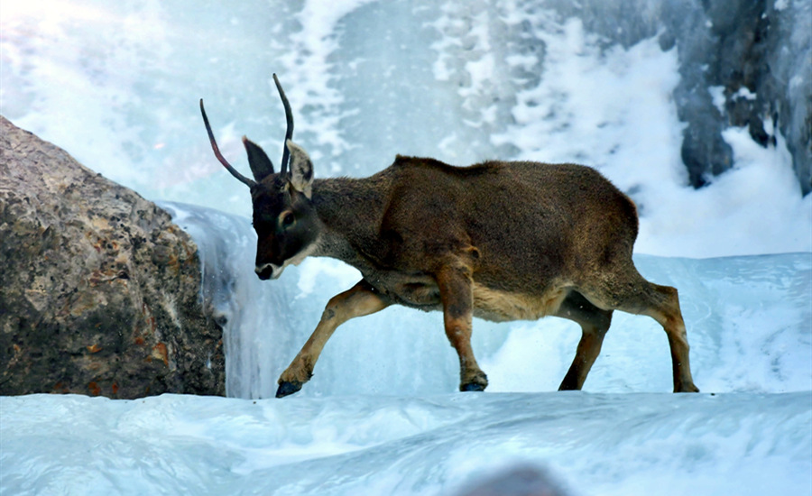 活躍在青海省海西州柏樹山的白唇鹿。巴圖那生攝