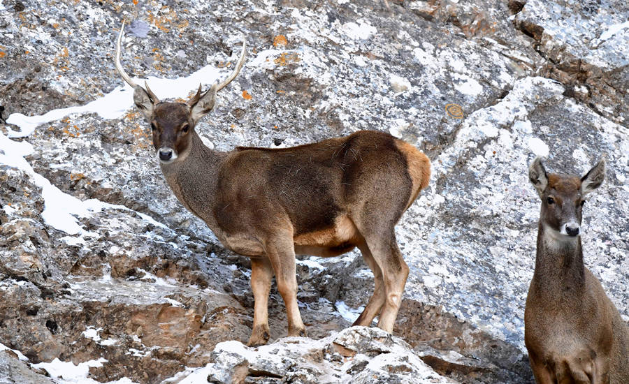 活躍在青海省海西州柏樹山的白唇鹿。巴圖那生攝