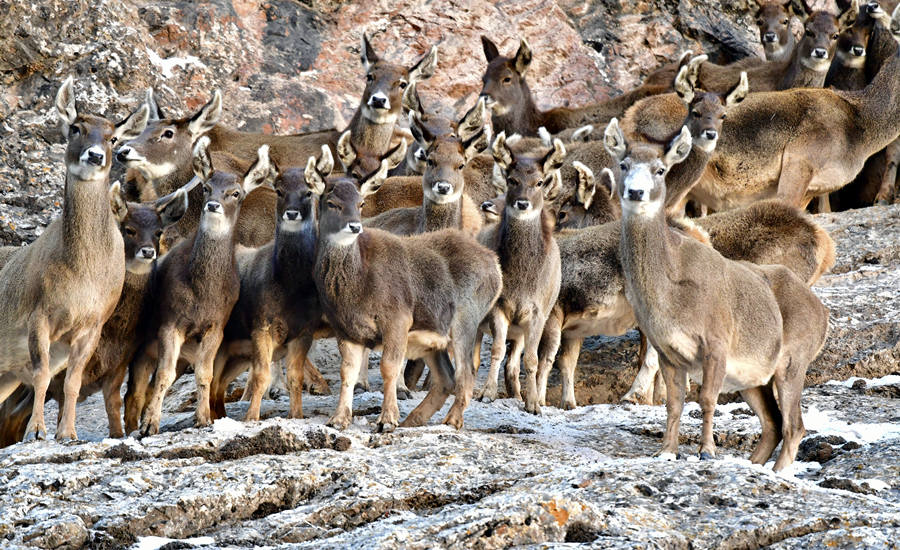活躍在青海省海西州柏樹山的白唇鹿。巴圖那生攝