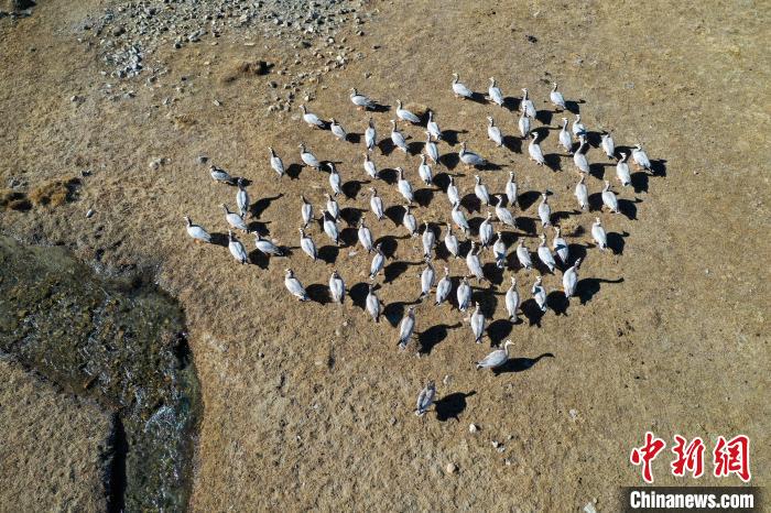 圖為拉薩市林周縣境內(nèi)越冬的候鳥?！∝暩聛硭?攝