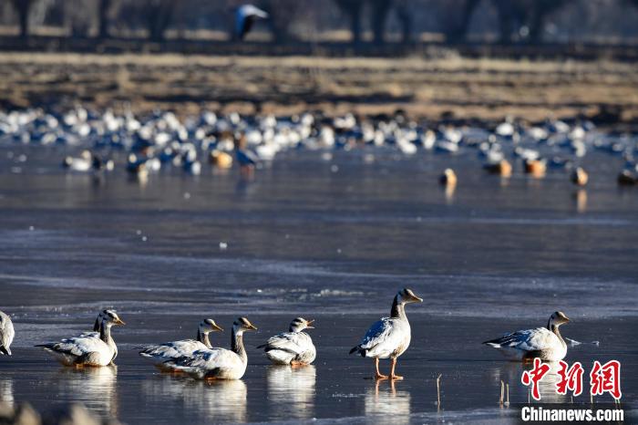 圖為拉薩市林周縣境內(nèi)越冬的候鳥?！∝暩聛硭?攝