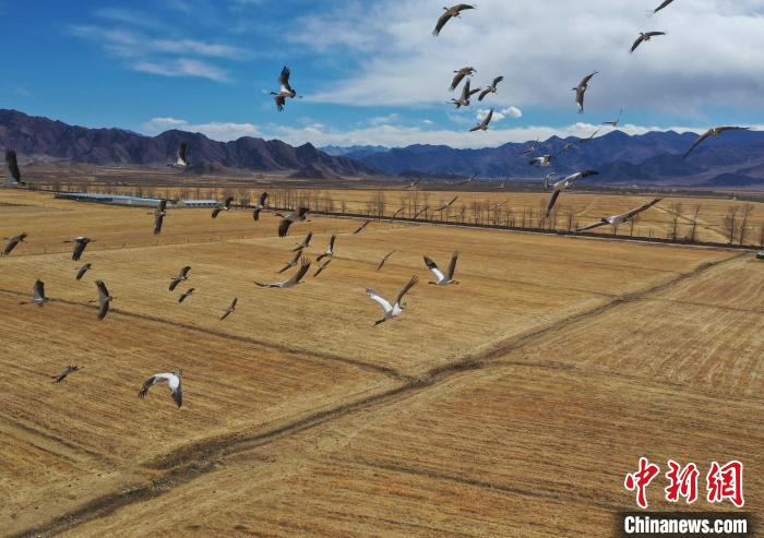 圖為黑頸鶴在拉薩市林周縣境內(nèi)飛翔?！∝暩聛硭?攝