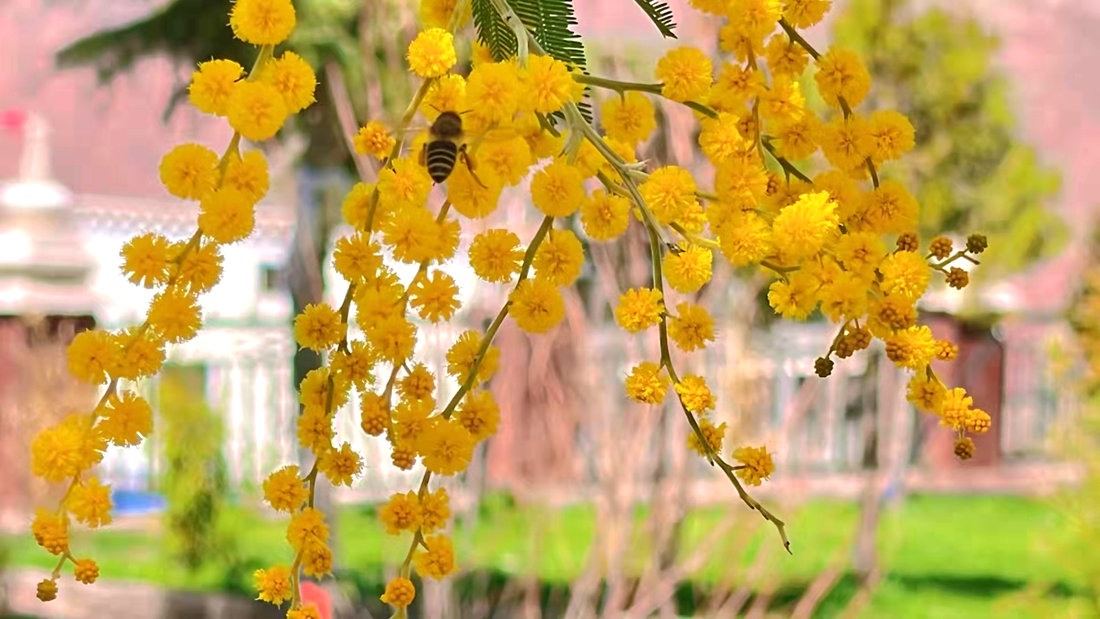 蜜蜂吮吸著金合歡花蕊里的蜂蜜。