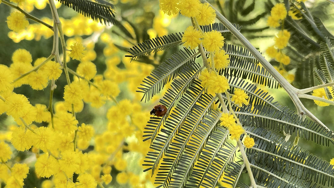 七星瓢蟲在金合歡葉子上嬉戲。