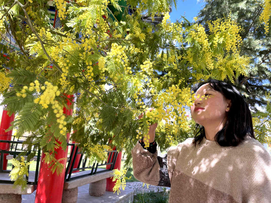 游客仔細(xì)觀賞黃絨絨的金合歡花。