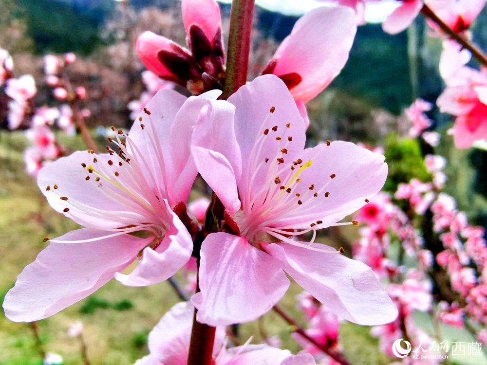 林芝桃花開(kāi)。人民網(wǎng) 李海霞攝