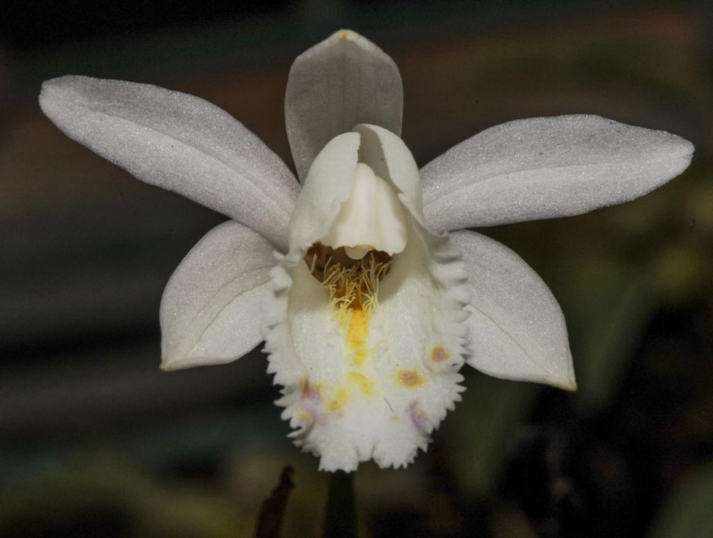 毛唇獨蒜蘭。 金效華攝