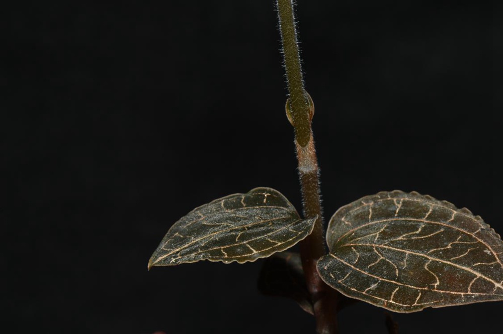 墨脫金線蘭。金效華攝