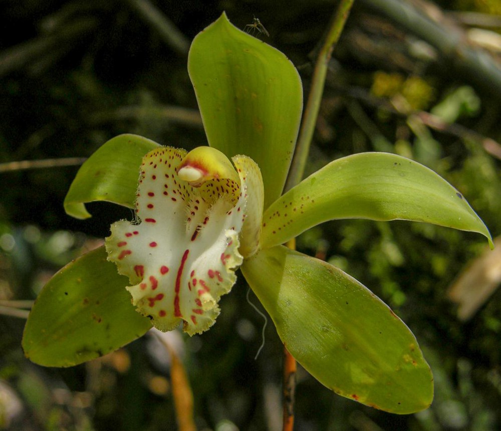 虎頭蘭。金效華攝