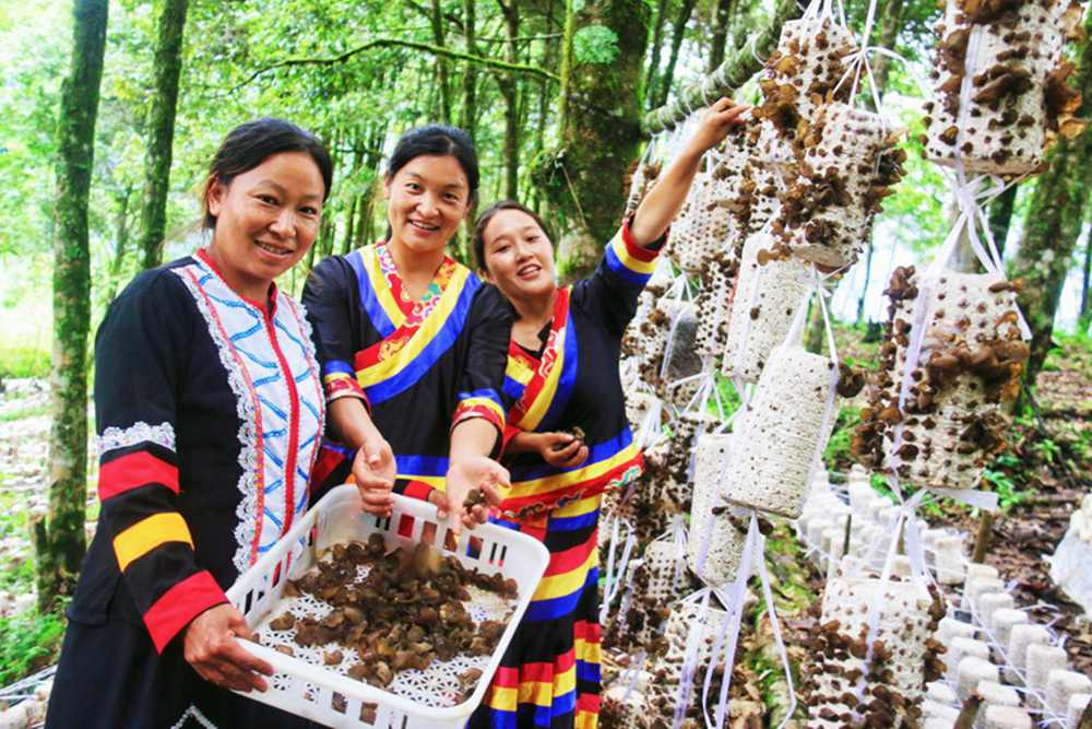 木耳產(chǎn)量頗豐。次仁央宗攝