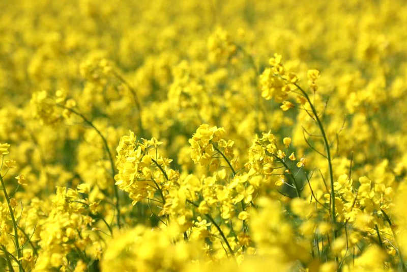 油菜花盛開。洛克攝