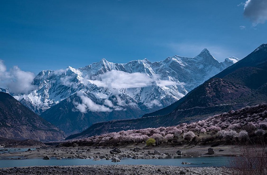 雪山下的桃花。張靜攝