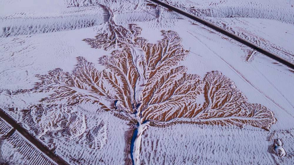 雪中“大樹”。邊巴多吉攝